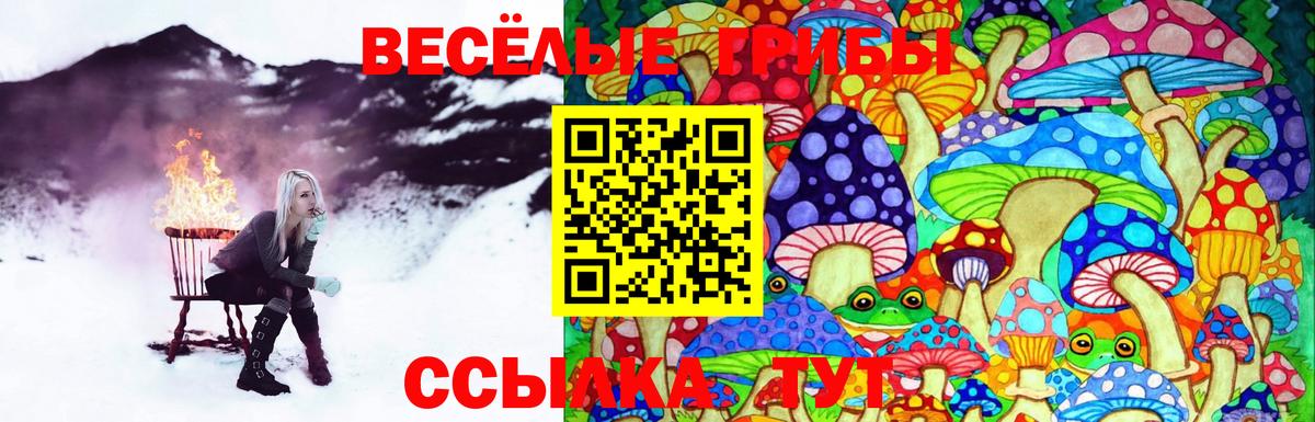 Псилоцибиновые грибы Cubensis Одинцово